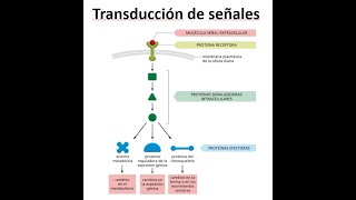 Seminario Transducción de señales [upl. by Vaughan]