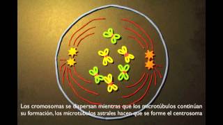 MITOSIS CELULAR STOPMOTION [upl. by Aynatahs]