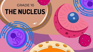 THE NUCLEUS  Cell organelles made EASY [upl. by Cleodal573]