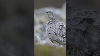 ptarmigan Bird 🕊️ shorts facts river ptarmigan birds viralvideo [upl. by Gelasias]