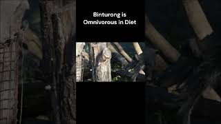 Binturong  Fun Facts  Bearcat [upl. by Lyndsay]