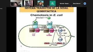 Endoflagelos pilis y fimbriasMicrobiología [upl. by Anazraf]