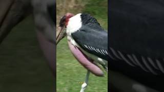 Marabou Stork  Africas Feathered Sentinel😱 [upl. by Nonohcle]