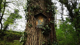 Madonnenbild auf einen Baum in der Seltenbachschlucht bei Klingenberg am Main [upl. by Tsew]