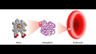 Biochemistry  HEME and PORPHYRIN synthesis [upl. by Yule24]