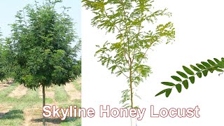 Skyline Honey Locust [upl. by Amoakuh]