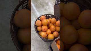 BASKET FULL OF GRAPEFRUITS grapefruits shorts short [upl. by Grae]