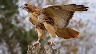 red tailed hawk sound call and screech [upl. by Terencio]