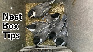 Nest Box Tips and Tricks [upl. by Addia644]