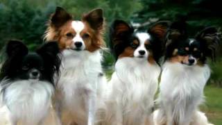 Awesome Papillons 2011 [upl. by Docilla27]