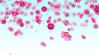 Pink cosmos flowers  Free motion background loop [upl. by Cinamod695]