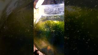 How to Daphnia Culture  Tamil without starter fish aquarium fishaquarium daphniamagna [upl. by Ignatzia]