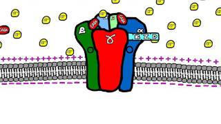 Sedative Drugs Mechanism of Action Benzodiazepines and Barbiturates [upl. by Eiramit]