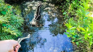 How to Catch Eels in New Zealand  Kiwi style [upl. by Ayisan]