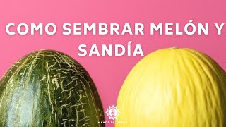 Trucos y consejos para tener éxito en el cultivo de melones y sandías 🍉 🍈🪴 [upl. by Lladnar634]