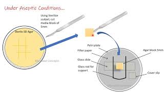 Slide culture technique for fungus fungi  Mycology  MSc Microbiology practical series [upl. by Tterrab]