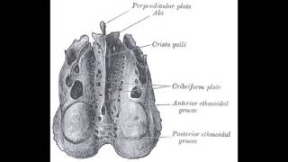 The Cribriform Plate [upl. by Nwahsud]