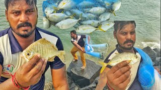 Net fishing Catching Silver Biddy fishes and Yellow Trevally fish in seashore [upl. by Elvina613]