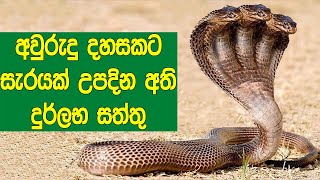 අවුරුදු 1000කට සැරයක් උපදින අති දුර්ලභ සත්තු මෙන්න  Animals That Only Born In 1000 Years [upl. by Sirad]