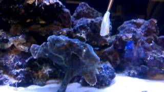 FEEDING HUGE FROGFISH SLOW MOTION [upl. by Noami885]