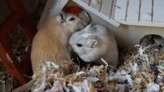 Gerbils playing [upl. by Jeffry]