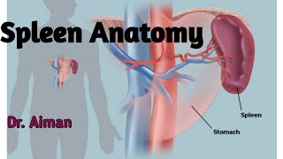 Spleen Anatomy  External features of Spleen  Location Position Dimensions of Spleen  Dr Aiman [upl. by Elleda]