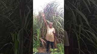 Red Napier grass ready for Harvesting [upl. by Drue]