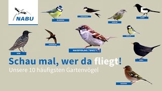 Top 10 GartenVögel So könnt Ihr sie erkennen [upl. by Aneerbas]