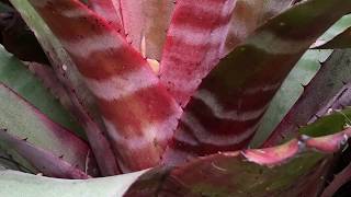 Bromeliad AECHMEA [upl. by Marian]