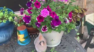 Container garden Moms day edition 51224 [upl. by Arracot161]