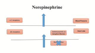 Sympathomimetics Drugs and CVS [upl. by Saraann]