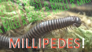 MILLIPEDES  10 Exciting Facts about Millipedes [upl. by Naoma]