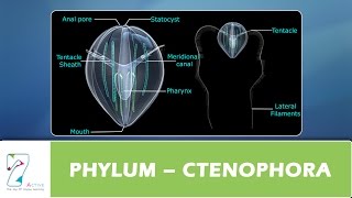 PHYLUM – CTENOPHORA [upl. by Bosson231]