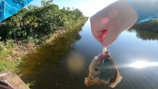 Picayune Strand State Forest [upl. by Sakram]