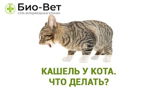 Кашель у Кота Причины и Лечение  Кот Кашляет Что Делать  Сеть Ветклиник БИОВЕТ [upl. by Walling]