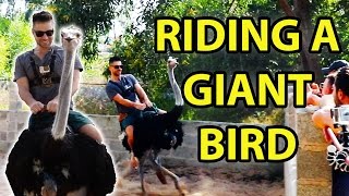 Riding A GIANT Bird Ostrich Riding Mui Ne Vietnam [upl. by Eeladnerb261]