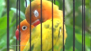 Lovebird Sounds 3 Hours  Yellow Pastel amp Green Pied [upl. by Prudi]