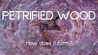 How petrified wood forms [upl. by Tut]