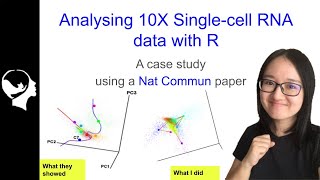 How to analyze 10X Single Cell RNAseq data with R Seurat Package Tutorial [upl. by Siraval]