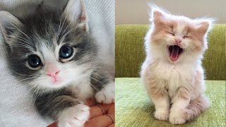 Baby Katten  Schattige en Grappige KattenvideoS Compilatie  Schattige Kittens in de Wereld [upl. by Ressan332]