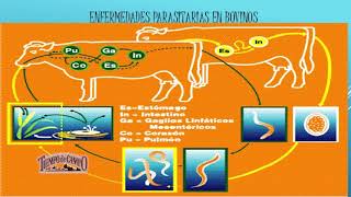 Parásitos en el Ganado Bovino [upl. by Heimer686]