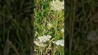 queen Annes lace in the garden 5 minutes in the garden ASMR nature wildflowers [upl. by Levenson]