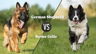 German shepherd Vs Border Collie dog Breed Info and comparison [upl. by Benjamen817]