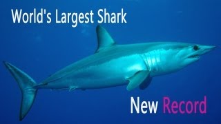 Worlds Biggest Shark Ever Caught Year 2013 11 Feet Weight 1323 Pound Shortfin Mako Shark [upl. by Niall487]