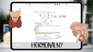 Układ hormonalny  kurs praktyczny matura z biologii [upl. by Nasus]