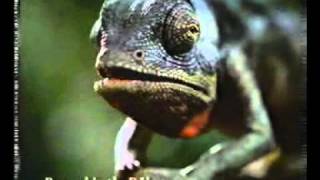 Budweiser frog commercial Louie the lizard [upl. by Iphigenia679]