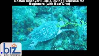 Roatan Discover SCUBA Diving Excursion for Beginners with Boat Dive [upl. by Lyj548]