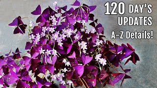 OXALIS Plant CARE 101  BEST Soil Mix Fertilizer Light amp Water Requirements amp Propagation [upl. by Calabrese]