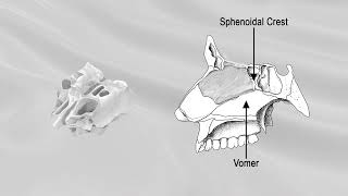 ETHMOID BONE [upl. by Kisung]