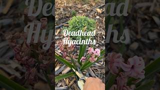 Don’t forget to do this after blossoming hyacinths springflowers bulbs flowergarden gardenhacks [upl. by Cronin]